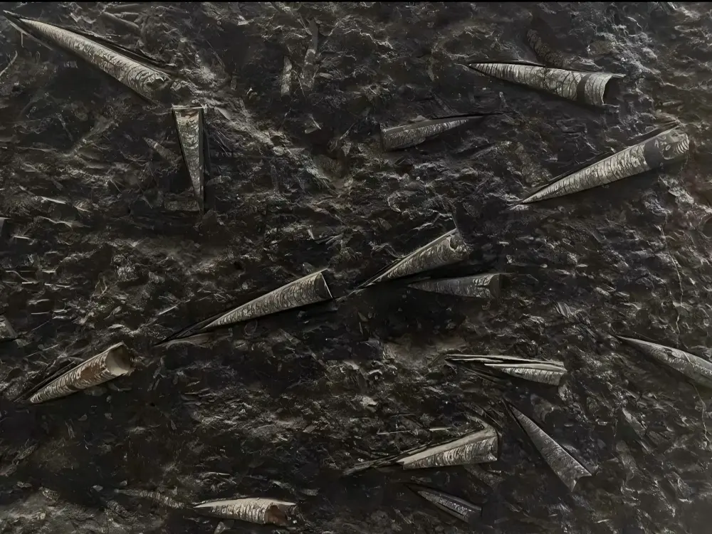 Fossil Marble Pattern